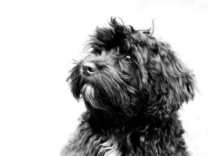 Why Pet Portraits from Photos Are Perfect for Busy Pet Owners Why Pet Portraits from Photos Are Perfect for Busy Pet Owners